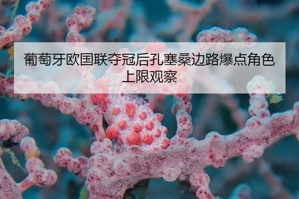 pu-tao-ya-ou-guo-lian-duo-guan-hou-kong-sai-sang-bian-lu-bao-dian-jue-se-shang-xian-guan-cha-2-562.jpg